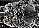 Dorsal view of scutellum of Aulacus douglasi female, from Western Australia