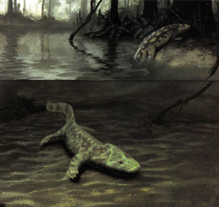 The Devonian terrestrial choanates Acanthostega and Ichthyostega