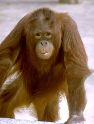 Orangutan