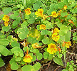 Indian cress, Tropaeolum minus