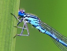 Azure damselfly