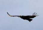 black vulture