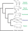 Latest molecular tree (after Milinkovitch and Thewissen 1997; Milinkovitch 1998; and Gatesy et al. 1999).