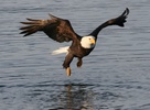 bald eagle in flight