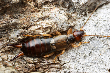 Forficula auricularia, European earwig