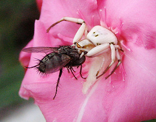 Crab spider eating fly, Arizona